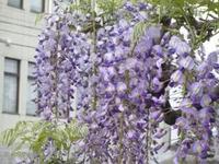 藤の花を見ながら飲むお酒