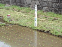 田植え