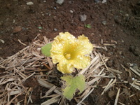 カボチャの花