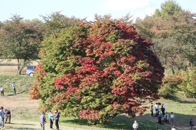 大峰高原七色大カエデ
