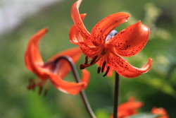 お花畑