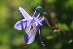 お花畑