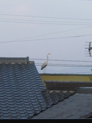 コサギ？
