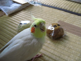 ムーちゃん