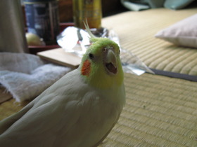 ムーちゃん