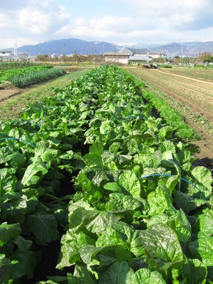 旬の野沢菜