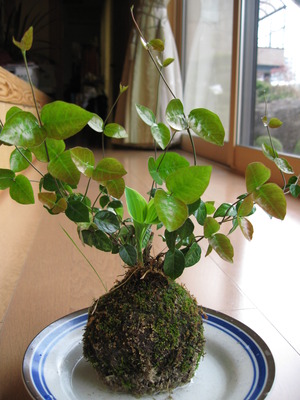 苔玉その後
