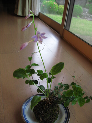 苔玉その後