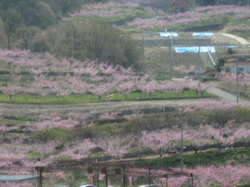 お花見ツアー