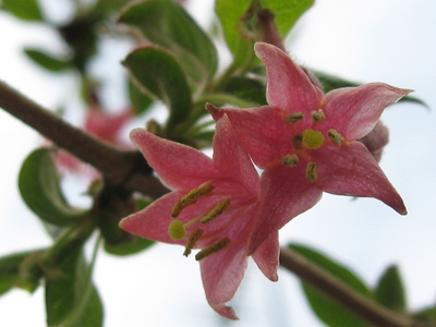 芽吹きの庭