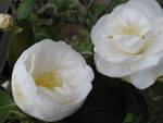 芽吹きの庭