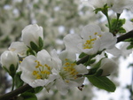 芽吹きの庭