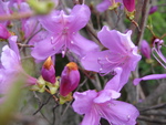 芽吹きの庭