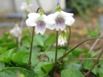 芽吹きの庭