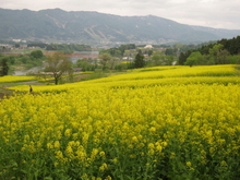 端午の節句の菜の花祭り