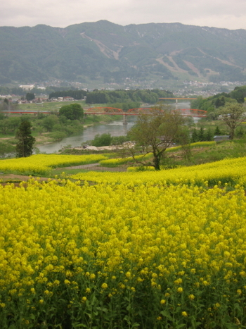 端午の節句の菜の花祭り