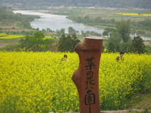 端午の節句の菜の花祭り