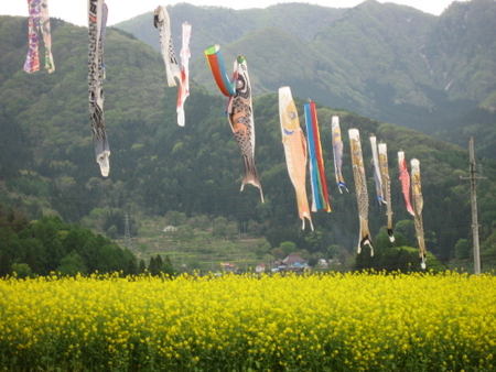 端午の節句の菜の花祭り