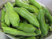 蚕豆Ver.2