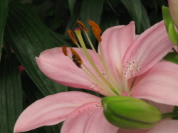 梅雨の花々