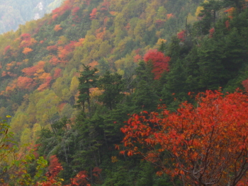 万座の紅葉