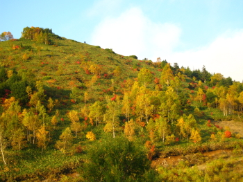 万座の紅葉