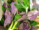 加賀野菜