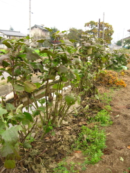 ヤーコン掘り