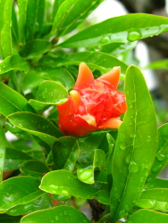 何の花？