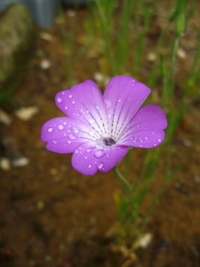 何の花？