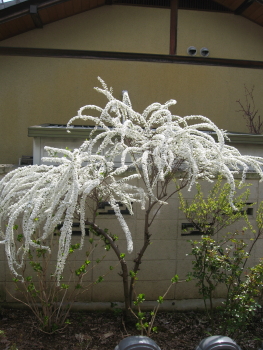 枝垂れ八重桜