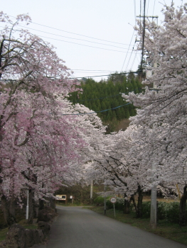 枝垂れ八重桜