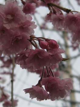 枝垂れ八重桜