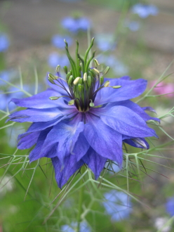 何の花？