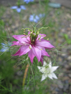 何の花？