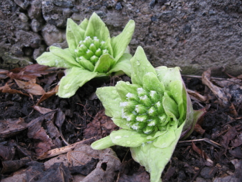 芽吹き