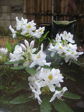 石楠花？