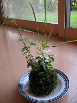 苔玉その後