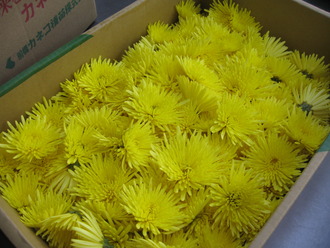 黄菊