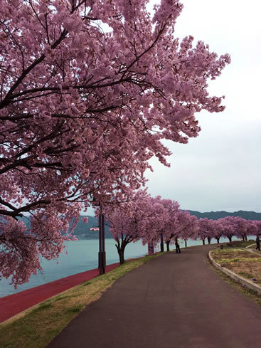 桜三昧お花見ドライブ