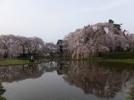 安養寺の枝垂桜