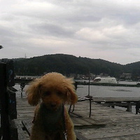 愛犬と野尻湖湖畔を散歩／１９年９月２８日午後１時半頃