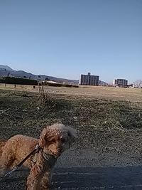 愛犬と犀川第２緑地を散歩／２０年３月２１日午後５時頃