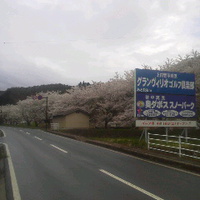 須坂市仁礼の桜／４月２０日午後５時頃
