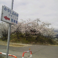 南向塚古墳の桜／長野市上高田／１６年４月８日午前９時頃