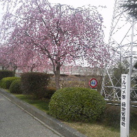 マルコメの桜並木／１６年４月８日午後４時頃