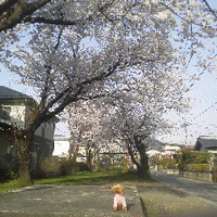 弥生町団地緑地の桜／長野市川中島／１６年４月９日午前７時頃