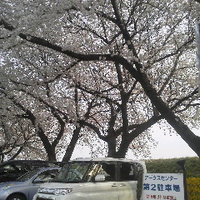 アークスの桜／１６年４月１０日午後４時半頃