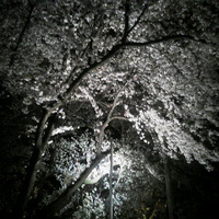 アークスの夜桜／１６年４月１１日午後７時半頃