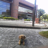 若里公園で愛犬と散歩／１６年９月１０日午後２時頃